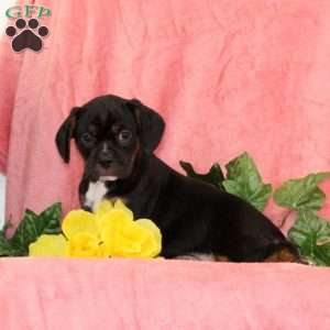 Jack-O-Lantern, Boston Terrier Mix Puppy